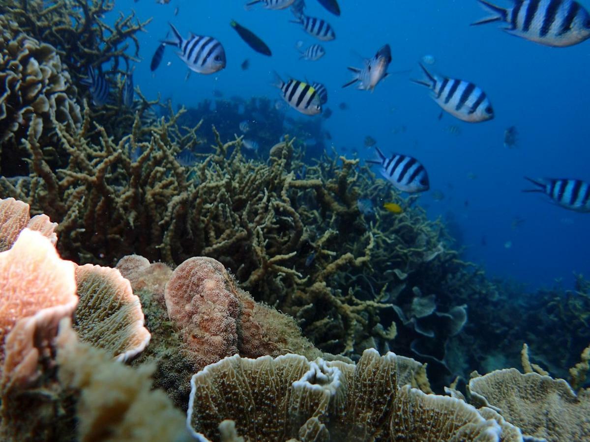 Blue Coral Homestay Karimunjawa Luaran gambar